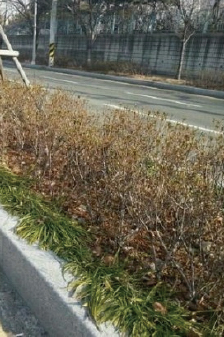 가로수